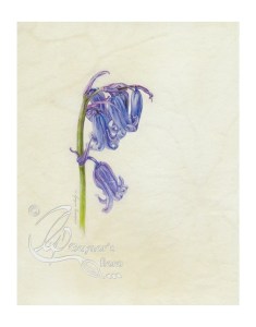 English Bluebell nodding to the right. Watercolour on natural calf-skin vellum