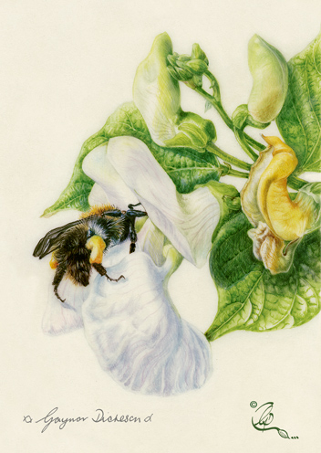 "Bean here before". Worker bee on a runner bean.