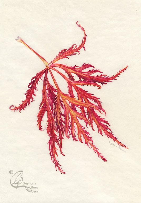 Acer palmatum leaf - Watercolour on natural calf-skin vellum