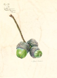 Acorns - Which Quercus? Watercolour on natural calf-skin vellum