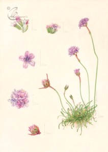 'Sea thrift'. Watercolour on Kelmscott vellum
