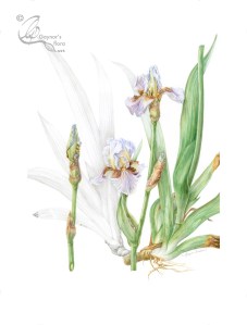 Benton Iris 'Farewell' in watercolour and graphite on hot pressed paper.