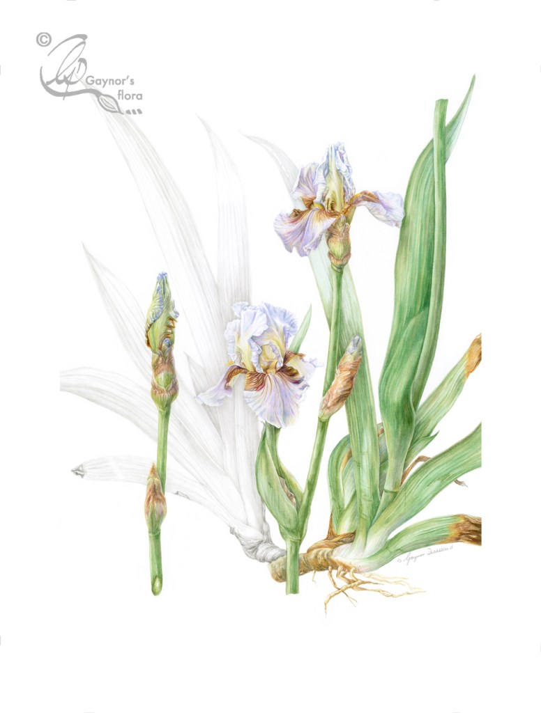 Benton Iris 'Farewell' in watercolour and graphite on hot pressed paper.