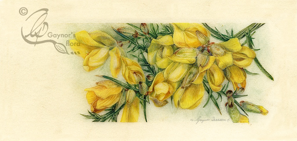 Shining Gorse. Watercolour on natural calf-skin vellum