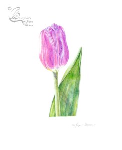 A pink tulip in colour pencil on hot pressed paper