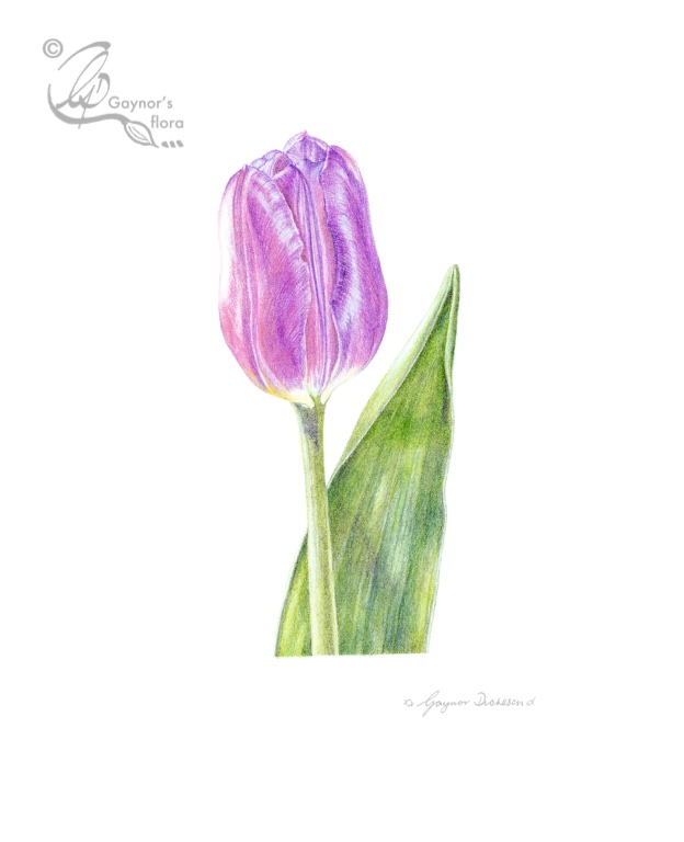 A pink tulip in colour pencil on hot pressed paper