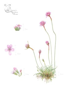 Armeria maritima - Pink sea thrift. Watercolour on hot pressed paper