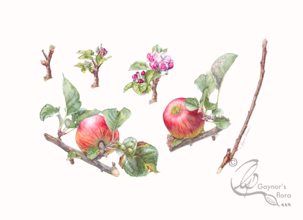 A special Bramley apple tree - Watercolour on hot pressed paper.