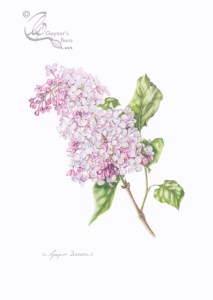 Lilac in colour pencil on Bristol board