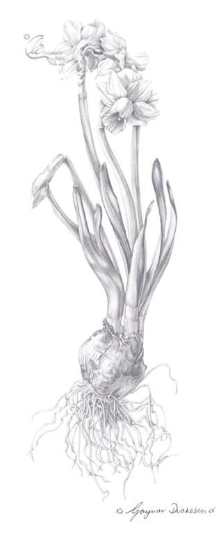 Daffodil: 51 shades of Grey. Graphite