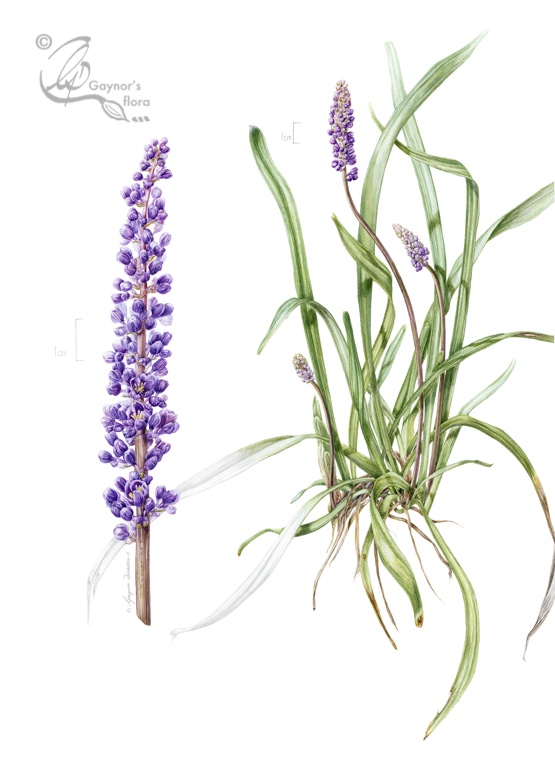 Liriope muscari 'Moneymaker'. Watercolour and graphite on hot pressed paper.