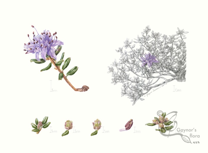 Rhododendron impeditum. Watercolour and graphite on hot pressed paper.