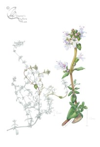 'Far from common time' - Thymus vulgaris. In watercolour and graphite