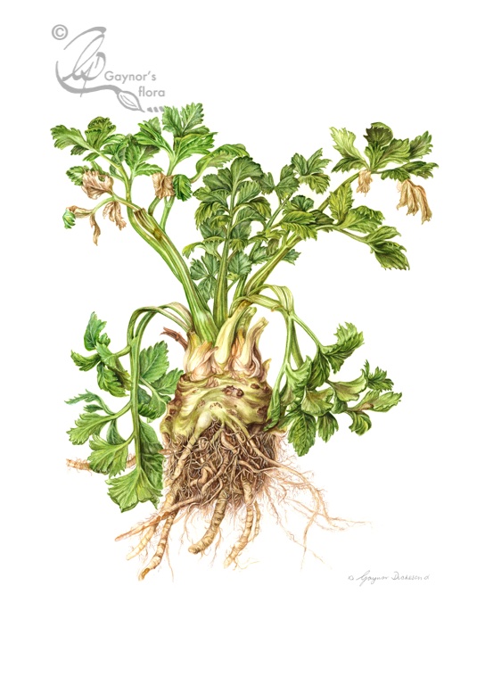 The Bosham Hoe Celeriac in watercolour on hot pressed paper