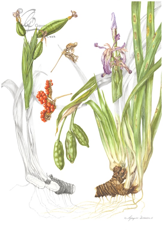 Stinking Iris - Iris foetidissima. Watercolour and graphite on hot pressed paper.