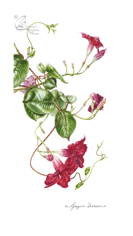 Mandevilla - Syn. Dipladenia. watercolour on hot presse paper.