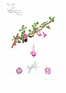 Fuchsia microphylla. Watercolour and ink on hot pressed paper.