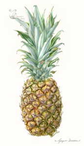 Pineapple - Ananas comosus in watercolour on hot pressed paper