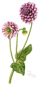 Dahlia 'Edinburgh'. Watercolour on hot pressed paper.