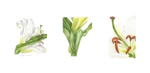 Lilium 'Casa Blanca' triptic in colour pencil