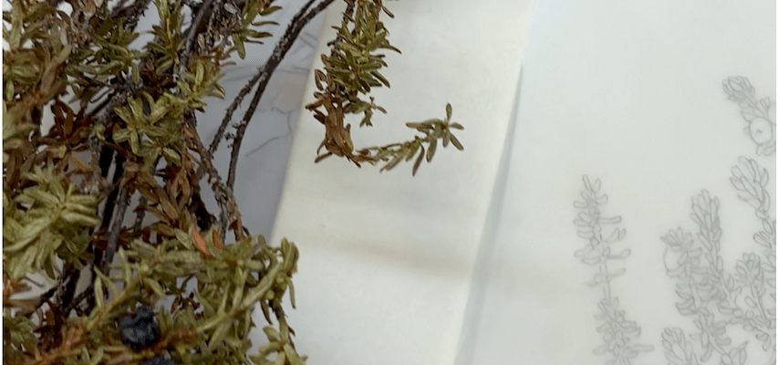 Empetrum nigrum & tracing to vellum