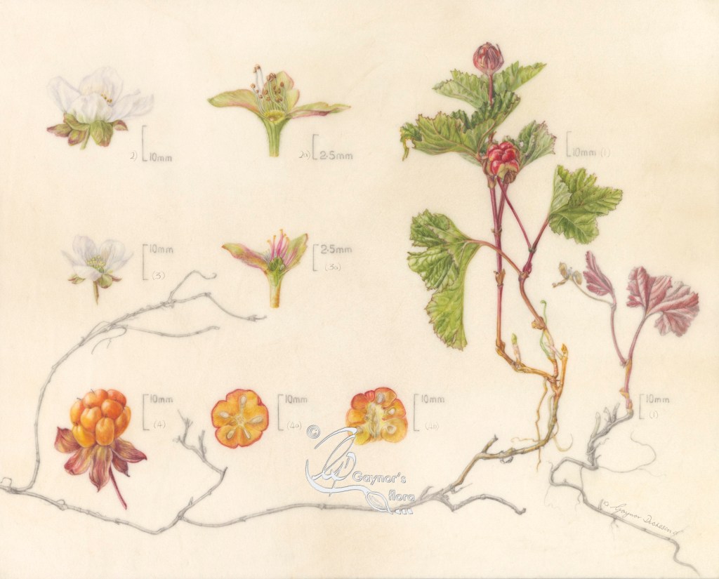 Cloudberry in watercolour on vellum