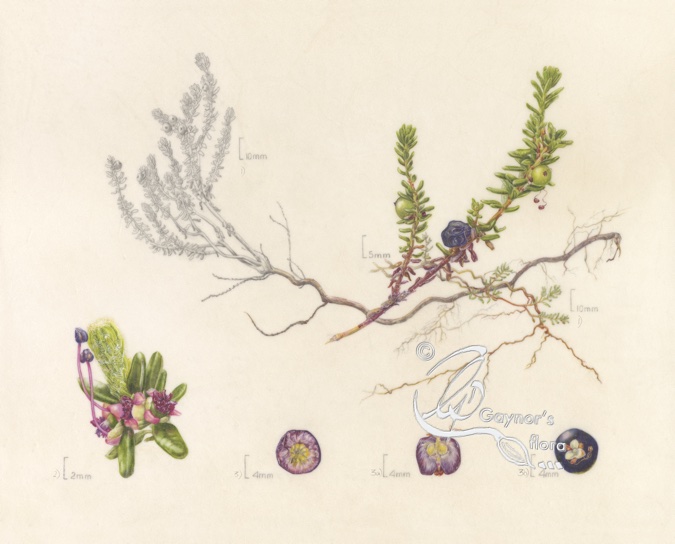 Mountain crowberry in watercolour on vellum