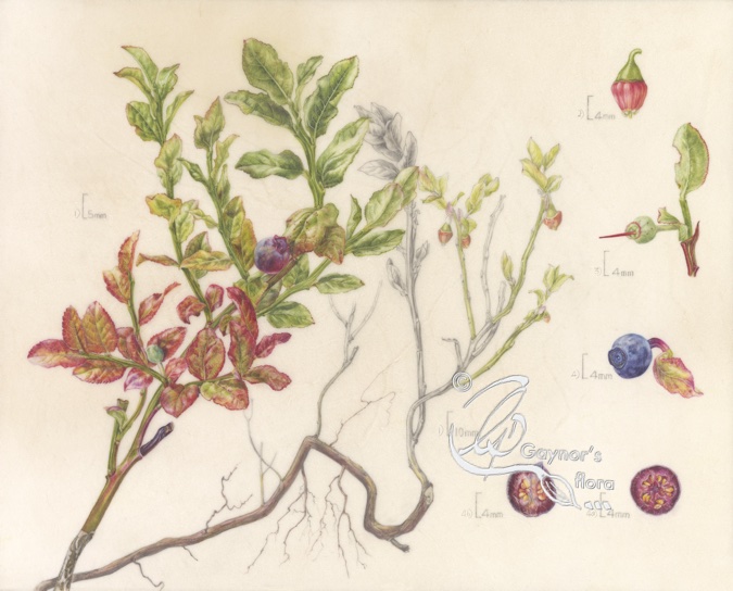 Bilberry in watercolour on vellum