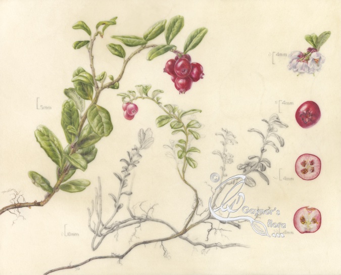 Lingonberry in watercolour on vellum