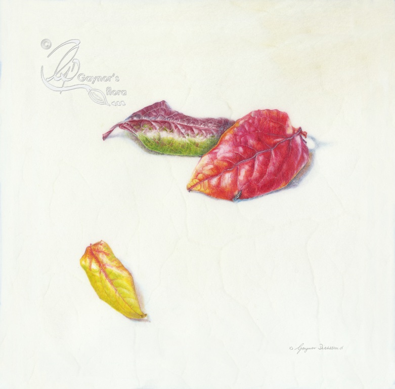 1.Three blueberry leaves +sig